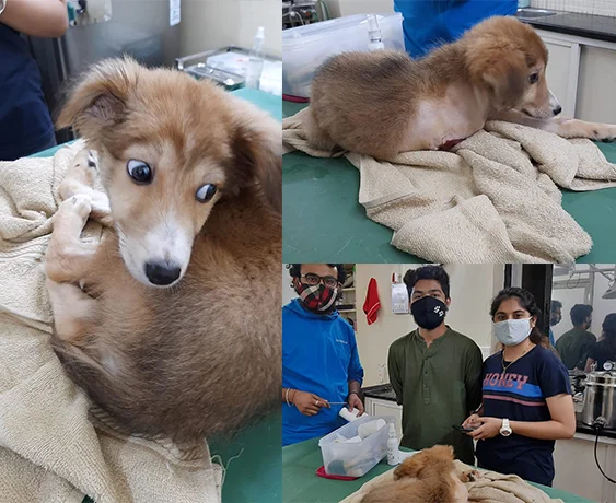 dogstory
