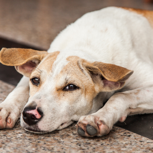 paws-foundation-about-img (1)