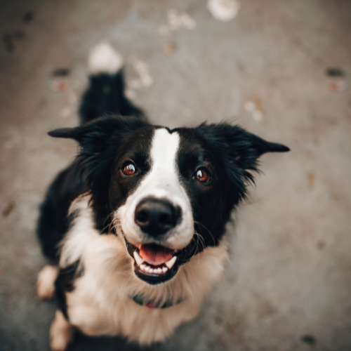 paws-foundation-about-img (2)