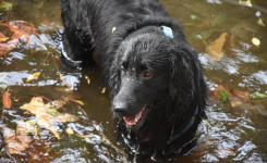 wet dog