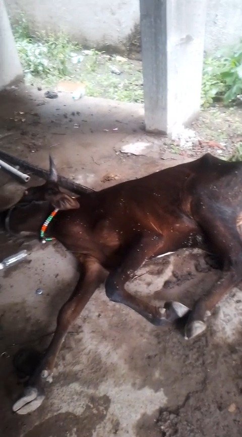Save a Dying Cow (2)