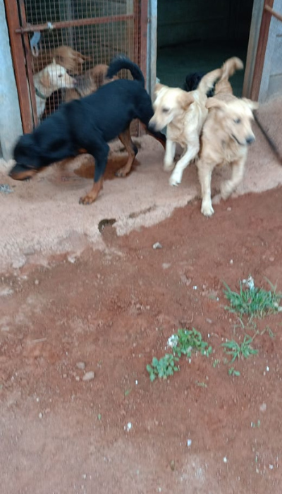paws-for-life-foundation-img-1 (1)