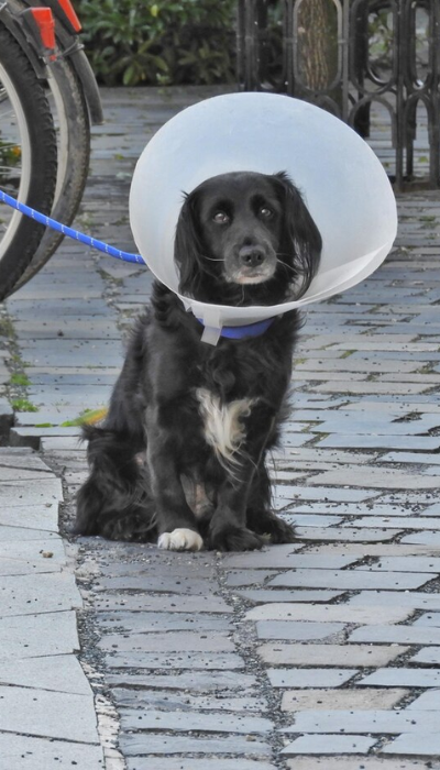 paws-for-life-foundation-rescue-animals (1)