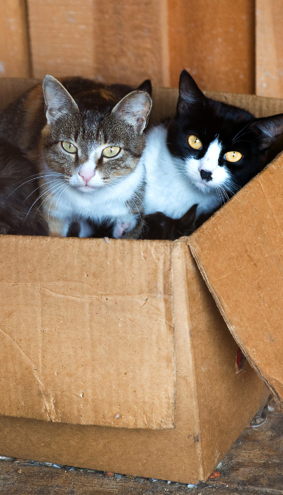 paws-for-life-foundation-rescue-animals (2)