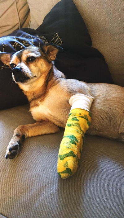 paws-for-life-foundation-rescue-animals (3)