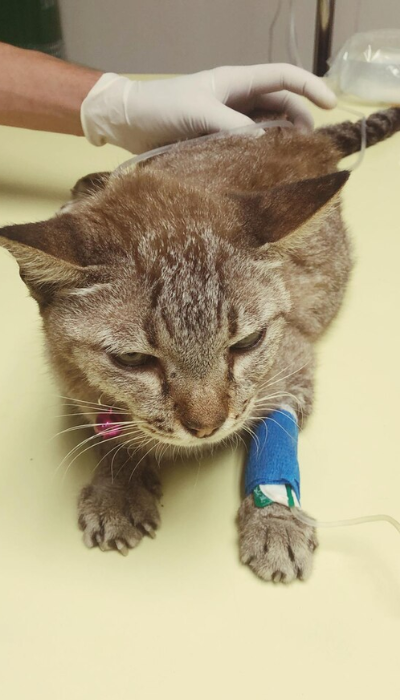 paws-for-life-foundation-rescue-animals (4)