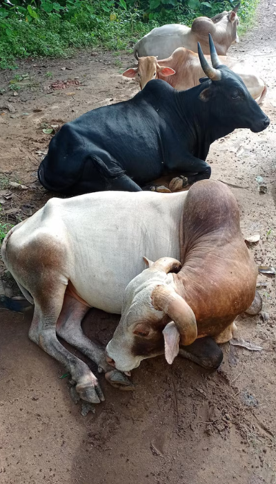 paws-for-life-foundation-rescue-animals (5)