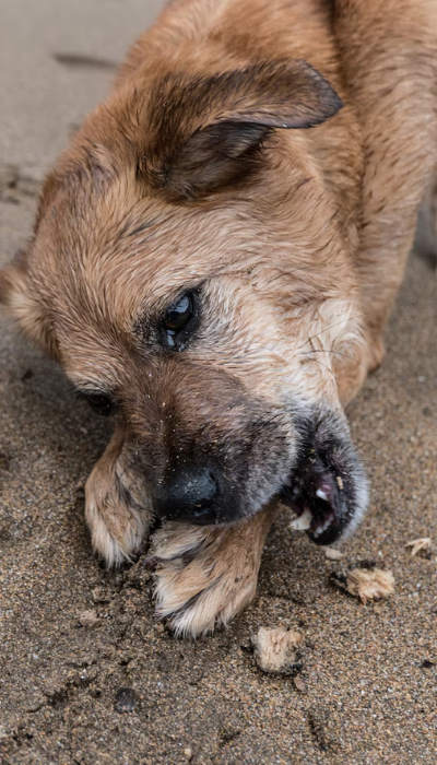 paws-for-life-foundation-rescue-animals (6)