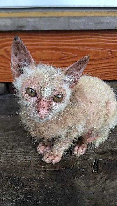 paws-for-life-foundation-rescue-animals (7)